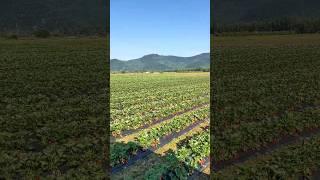 I will send you fruits if I can #4k #shorts #strawberry #art #farmer #cultivation #short #viralvideo