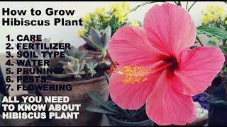 How to Grow Hibiscus Plant(Full Information with Tips)