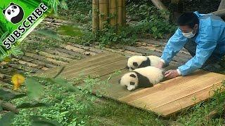 Super-lazy panda baby.