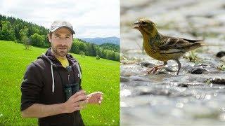 European Farmland Birds Are Disappearing | #gobirdingvlog 3