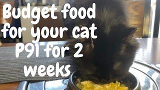 Homemade cat food | Cat food para mabilis tumaba ang CAT nyu | Wet cat food Boiled Egg and Squash