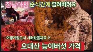 이른아침 순식간에 거의팔려버리는 오대산 능이버섯 가격을 물어보았습니다.맛과향기가 뛰어난것을 어떻게 알고 사러왔을까요?