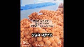 햇양파  저상성좋고 단단하고   주문받아요 ㅎㅎ #양파 #햇양파 #제철과일 #짱아치