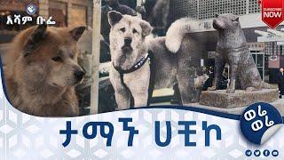 "ታማኙ ሃቺኮ"|ወሬ ወሬ|አሻም ቡፌ#asham_tv