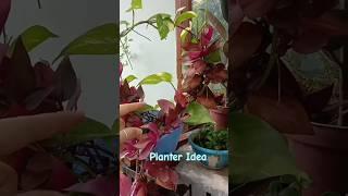 kabad se jugad planter idea #gardeningideas #plants #4k #shotrs