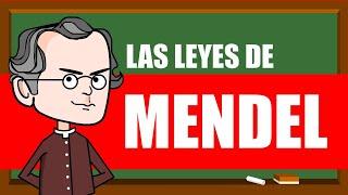 LAS LEYES DE MENDEL  EXPLICACIÓN [Fácil y Rápido]