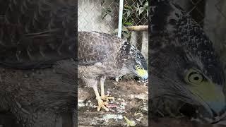 #Hawk #Eagle #Owl #Wildlife #Animal #EagleHawkOwl hawk vs snake, Owl vs snake fight, Eagle Vs Snake,