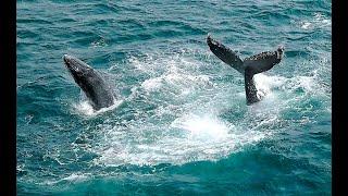 Humpback Merry-Go-Round - Calf breaches around the enormous mothers tail close to beautiful Bermagui