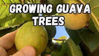 Growing Guava Trees - Take Care So They Dont Become Invasive Even in California