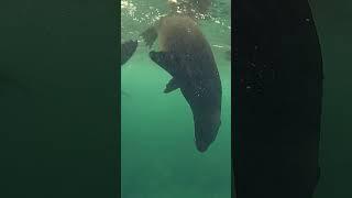 Seals Snorkeling In Hout Bay Cape Town: What A Beautiful Day!!!