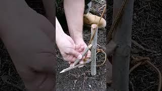 Survival bushcraft skills  #bushcraft #survival #camping #forest #outdoors #shorts