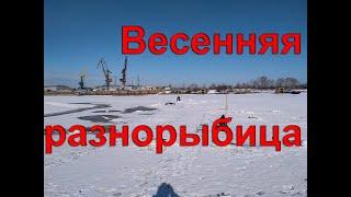 Весенняя разнорыбица.  Толстолоб, сиг, ленок, щука