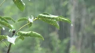 Som de Chuva para Dormir e relaxar  Ruído Branco Ajuda a Dormir Bem  ASMR