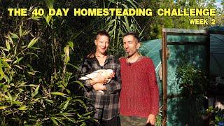 Tiny house and Cabin Build - 40 Day Homesteading Challenge - EP2