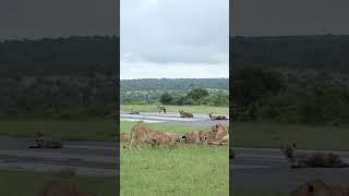 Lionesses From A Different Pride Approach A Kill - Londolozi TV