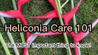 Heliconia Care 101