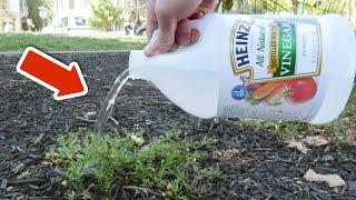 Pour vinegar on your plants and BE AMAZED WHAT HAPPENS(surprising)