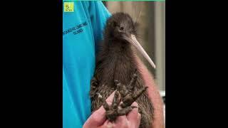 The Kiwi lays the biggest egg compared to its body size — You Won’t Believe It ? #shorts