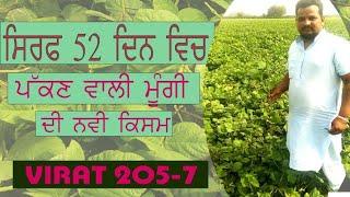 Moong best variety IPM 205 7 Pulse variety मूंग की नई किस्में