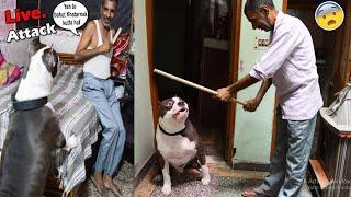 Mafia se panga Pad Gaya Tauji ko Bhari  | Pitbull dog vs human | Mafia The Pitbull