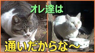 ボロ⑥　野良猫にとって重要な課題とは……概要もご覧ください。