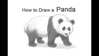 How to Draw a Panda