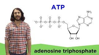 Metabolism and ATP