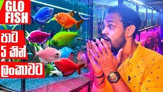 Glo Fish පාට 5කින් ලංකාවට | Pet Talk