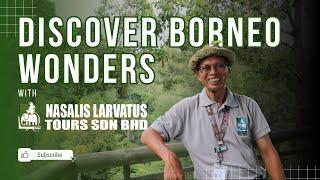 Experience Borneo’s Wild Beauty with Nasalis Larvatus Tours