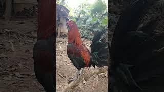 American fowl with peruvian blood