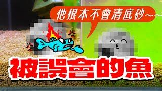 隱藏版魚缸洗砂術，不用動手 Hidden version of fish tank sand washing technique, no hands required