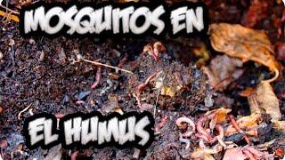 Como Evitar Mosquitos o Mosca De La Fruta En El Humus De Lombriz || La Huertina De Toni