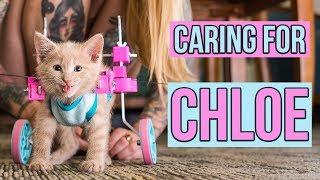 Caring for a Paralyzed Kitten, Chloe (UPDATE!)