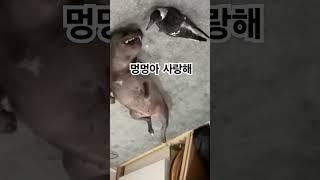 강아지와 까치의 달콤한 관계! 동물농장 동물사랑 #동물우정 #동물사랑 #완변한우정 #새와개절친 #새를사랑하는개 #개를사랑하는새 #개사랑새 #달콤한사랑 #새 #개 #개사랑 #동물농장