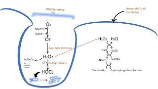 Understanding Oxidative Burst in Neutrophils , What's its association with CGD?