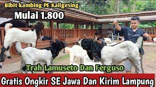 1.800...!! GRATIS ONGKIR SE JAWA KAMBING PE KALIGESING #bibitkambing #kambingpe #hargakambing