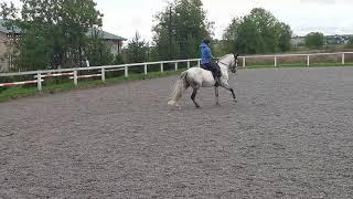 Lusitano horse for SALE in Saint-Petersburg, Russia