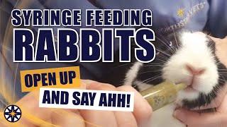 Syringe Feeding Rabbits