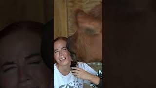 Winnie gives a nice kith  #shorts #cow #emu #alveus #alveussanctuary #mayahiga