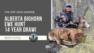 Alberta Bighorn Ewe Hunt: 14 Year Draw! BIGHORN SHEEP | THE OFF GRID HUNTER