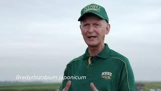 Soybean Inoculation Recommendations from NDSU Soybean Experts