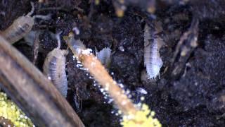 Asseln und Springschwänze fressen Aas (Woodlices and springtails feeding on carrion)