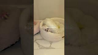 #померанскийшпиц #pomeranian #шпиц #собака #whitedog #dogsofinstagram #собака #doginstagram