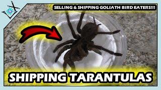 Shipping AWAY GOLIATH Bird Eater Tarantulas!【Tarantula Boxing】