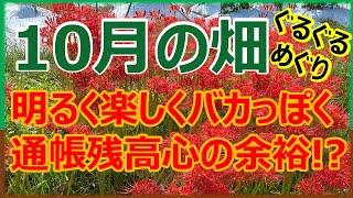 【2,024年10月の畑】ぐるぐるめぐり　終わりの夏野菜と冬野菜の始まり