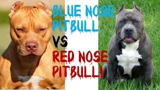 Blue Nose Pitbulls VS Red Nose Pitbulls!!! Pt. 2
