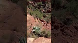 ON THE HIKE!!! #hikingaddict #hiking #coconinonationalforest #belltrail13 #nature #freshair #redrock