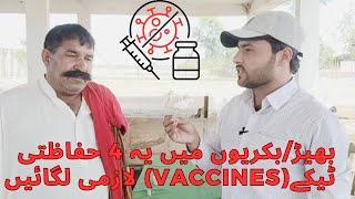 Sheep Goat Vaccination Schedule /بھیڑ بکریوں کےحفاظتی ٹیکے