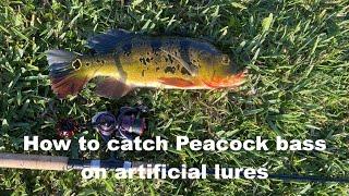 How to catch Peacock bass on artificial lures