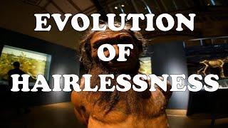 Evolution Of Hairlessness